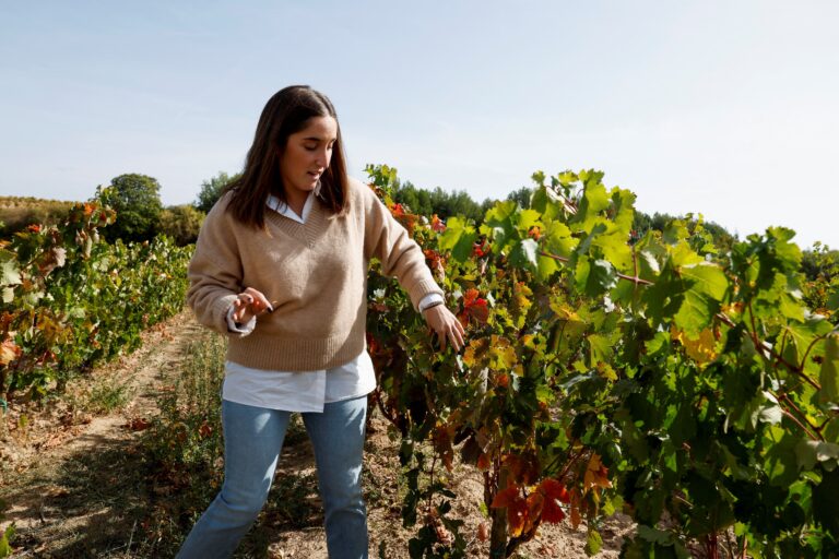 In Spain’s La Rioja, old vines could future-proof wine against climate change